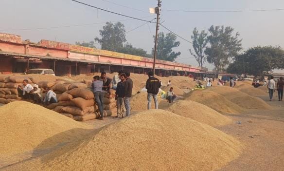 Farmers have camped in the market to sell paddy, prices have fallen by up to Rs 200.