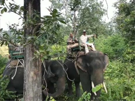 Balaghat News: Tiger attacks on Seoni border, shepherd seriously injured