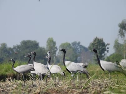 Migratory bird Demoiselle Crane arrives in Dudhwa Tiger Reserve
