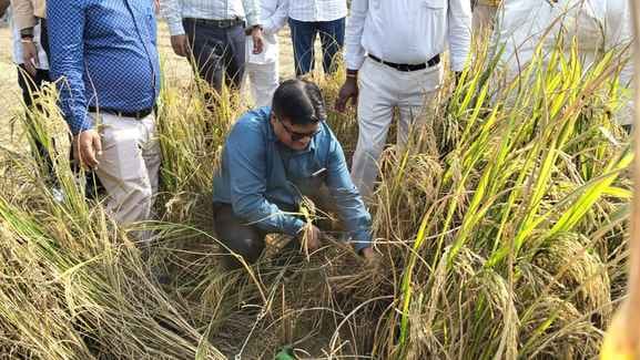 DM cut the paddy crop and got to know the yield