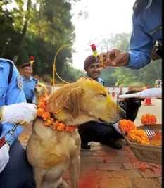 In Nepal, Diwali is celebrated by worshipping animals