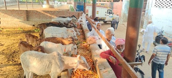 Cow Service Board organized a 'Sawamani' for Mother Cow.