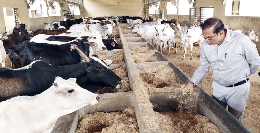Animals found eating dry straw at Kanha animal shelter