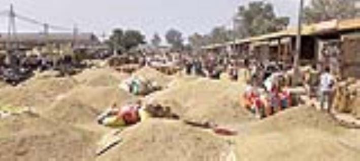 Paddy sold in large quantities in grain markets on Dhanteras
