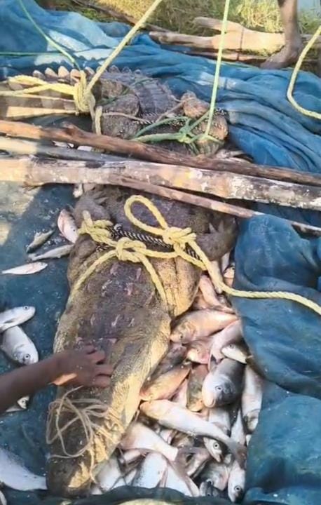 Crocodile spotted in pond, stirred up panic