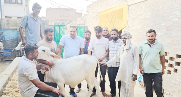11-month-old calf sold for Rs 1,81,000