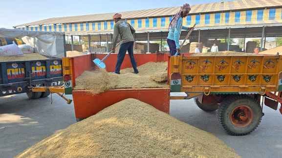 The purchase of paddy and millet continues in the markets.