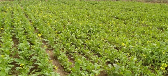Winter will start after Diwali, this season is suitable for Rabi crop.