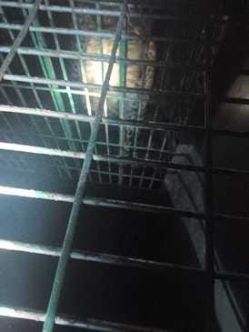 The Forest Department will investigate whether leopard cubs are roaming in the forest.