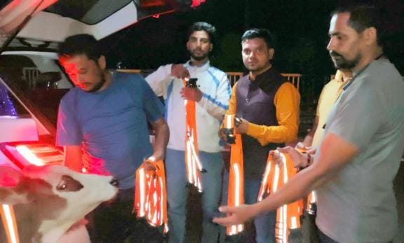Reflector belts are placed around the necks of stray animals.