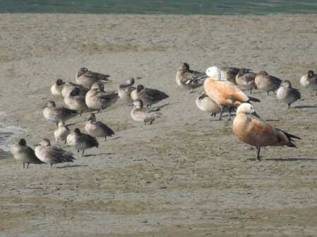 Migratory bird arrivals accelerate at the Asan Ramsar site