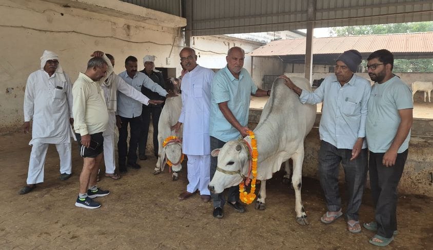 Two Tharparkar breed bulls were brought to the cowshed.
