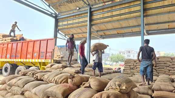 Procurement and lifting of millet and paddy continues in the markets
