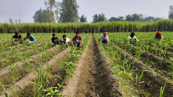 Cultivation of chilli along with sugarcane will bring sweetness of profits
