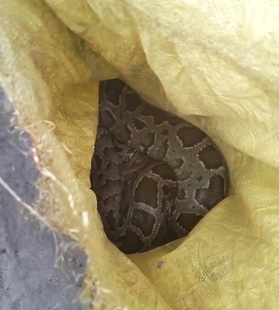 The forest department rescued the python