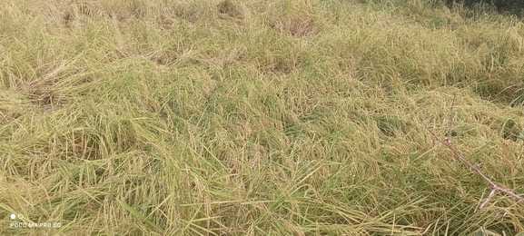 Paddy crop fell due to storm and rain, 600 bighas filled with water.