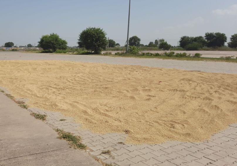 Two millers purchased 10,000 MT of PR paddy.