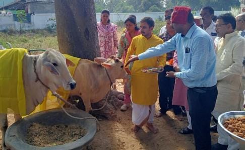 The District Magistrate fed banana, jaggery and wheat to the cattle.