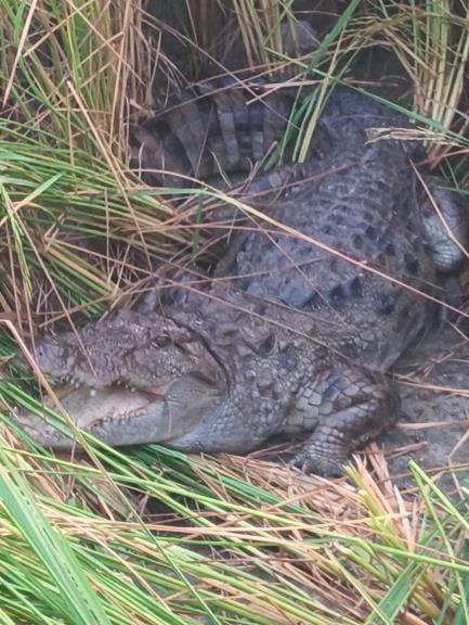 Crocodile enters paddy field, Wildlife SOS catches it