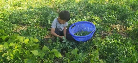 The farmers' faces brightened with the good prices of peas in Churah.