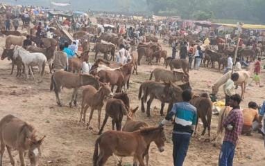 Salman and Shahrukh sold their donkeys for 80,000 each, women traders also bought donkeys and mules.