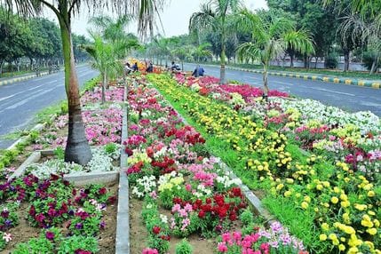 The MDU campus will be filled with the fragrance of chrysanthemums.