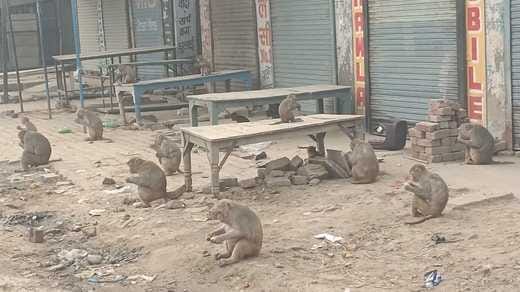 Monkeys of Rajound become Alexander, people are scared
