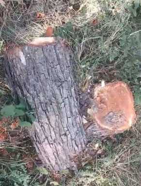 The saw is back in action in Kutlahar, and a joint operation by the vigilance and forest departments exposed illegal felling.
