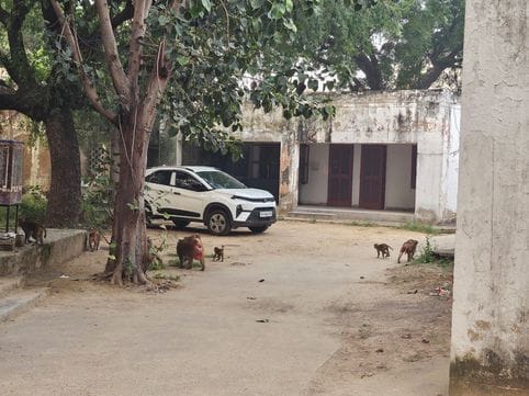 Monkeys put police personnel under house arrest