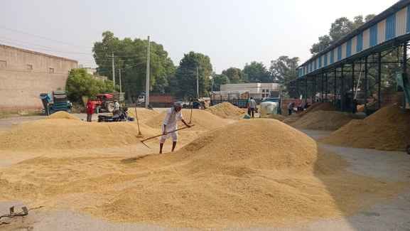After Diwali, the arrival of paddy has increased again, 80 thousand metric tonnes are being purchased.