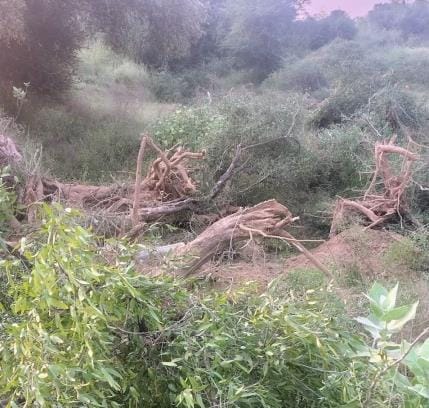 Controversy erupts over cutting of net trees at the research centre being built in Gokalpura.
