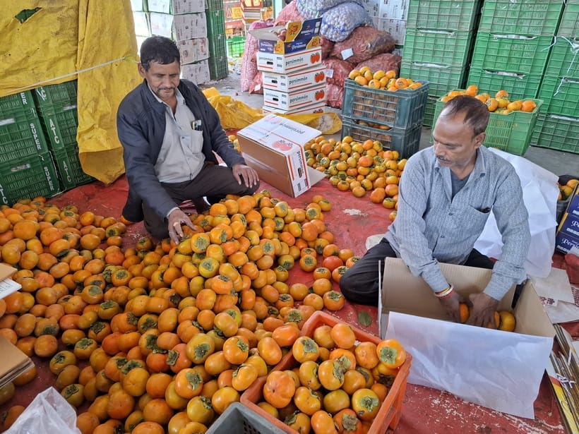 Apple season reaches its final stage in Kullu