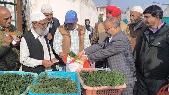 Srinagar, Kitchen Garden, Onion Plant Sale Start, Director Agriculture