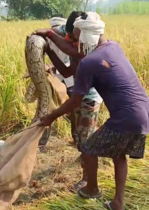Villagers panic after python found in field
