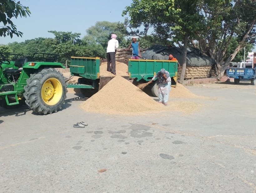 Arrival of paddy in the markets increased, 172536 metric tonnes arrived.