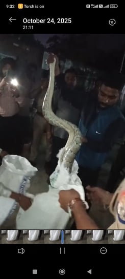 A python came out of the drain and entered a house in Kaserukheda.