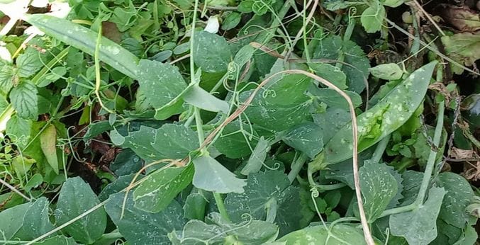 In twenty minutes, 50% of the peas were swallowed by hailstorm.