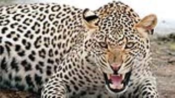 Leopard spotted again in Kithura village, villagers panicked