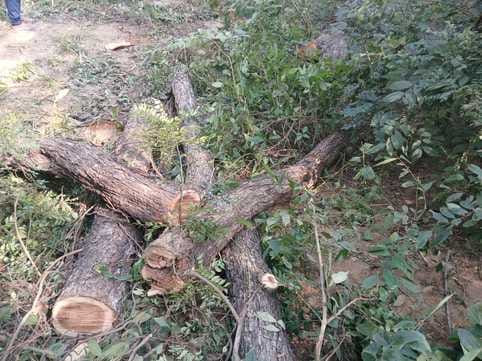 Khair trees were cut down in the dark of night, while the forest department remained asleep.