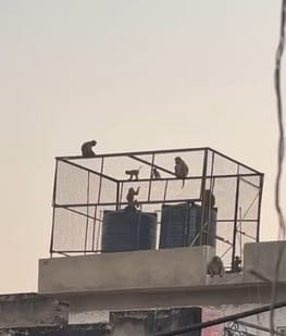 Monkeys are trapping people inside the house