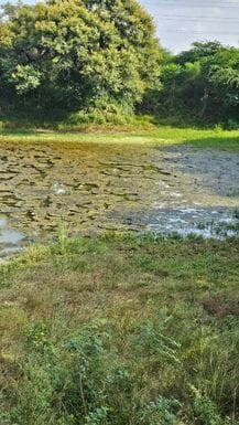 The pond started drying up due to lack of canal water.