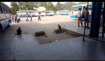 Monkeys create havoc at the bus stand and snatch food items from passengers.