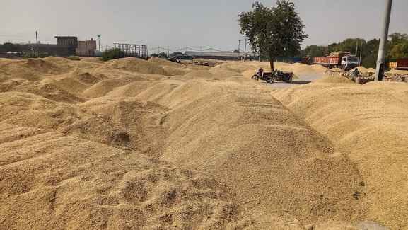 The market situation deteriorated rapidly due to the arrival of paddy, farmers were worried.