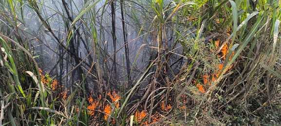 A fire broke out after a high-tension line fell on a field, burning the sugarcane crop