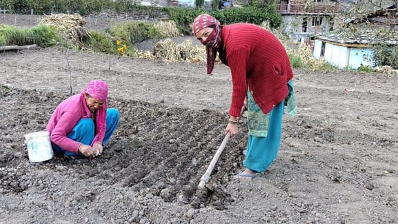 Wheat seeds should have been given free to the farmers suffering from the disaster.