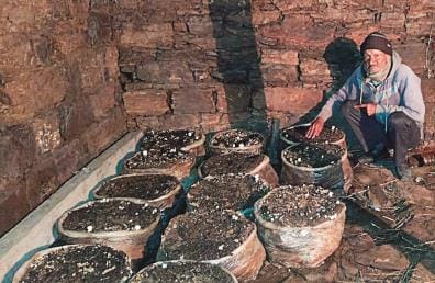 Farmers will get 44 metric tonnes of button mushroom seeds.