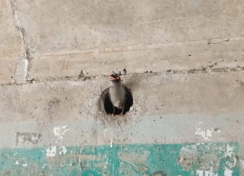 The indigenous myna became the center of attraction in the weep hole of the overbridge.