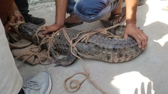 A crocodile entered a house and was released into the Gomdi river by forest officials