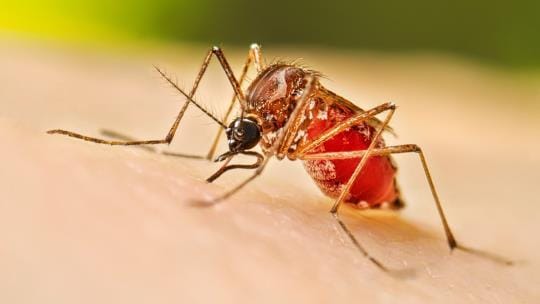 Dengue-Chikungunya cases decrease, health department breathes a sigh of relief