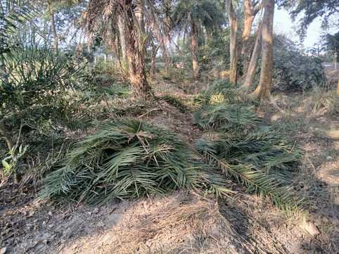 Cutting of green trees in the restricted area